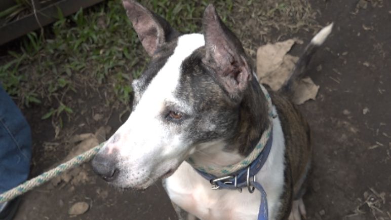 Aumenta el maltrato animal en Cali: Unidad de Protección Animal recibe siete denuncias a diario