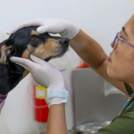 Alerta en Cali por casos de moquillo canino: autoridades llaman a reforzar la vacunación