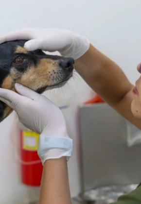 Alerta en Cali por casos de moquillo canino: autoridades llaman a reforzar la vacunación