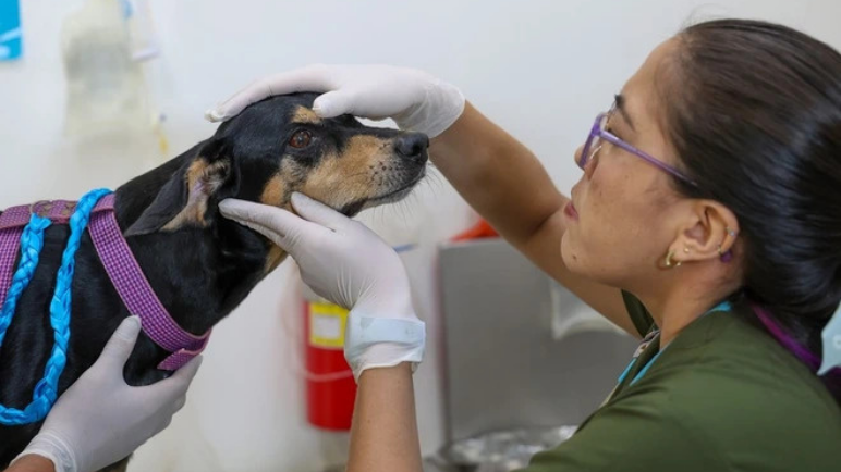 Alerta en Cali por casos de moquillo canino: autoridades llaman a reforzar la vacunación