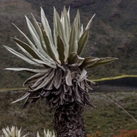 ¿Cuál es el páramo más cercano a Cali que se puede visitar? tiene imponente laguna