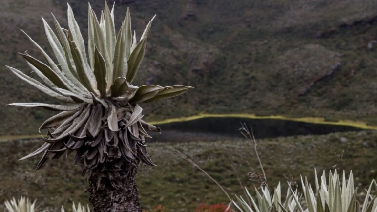 ¿Cuál es el páramo más cercano a Cali que se puede visitar? tiene imponente laguna