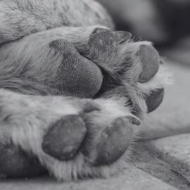 Cremación de mascotas: una alternativa para despedir con amor a los compañeros de vida