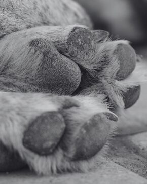 Cremación de mascotas: una alternativa para despedir con amor a los compañeros de vida