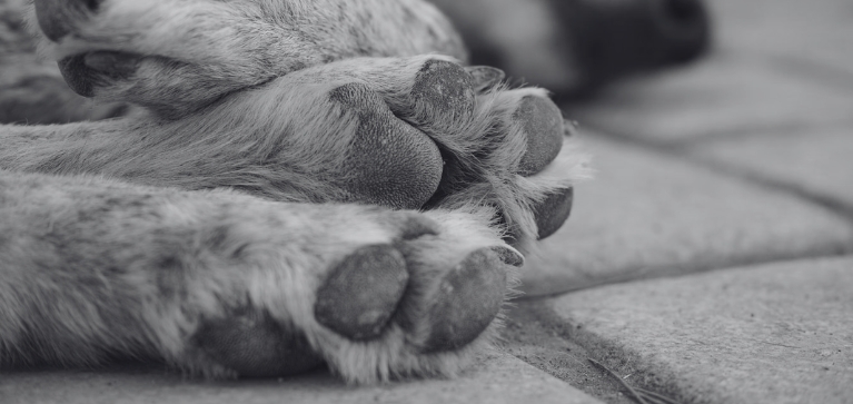 Cremación de mascotas: una alternativa para despedir con amor a los compañeros de vida