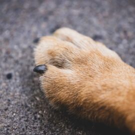 El adiós a Toby: el perrito que conmovió a todo un pueblo y ahora tendrá su propia estatua