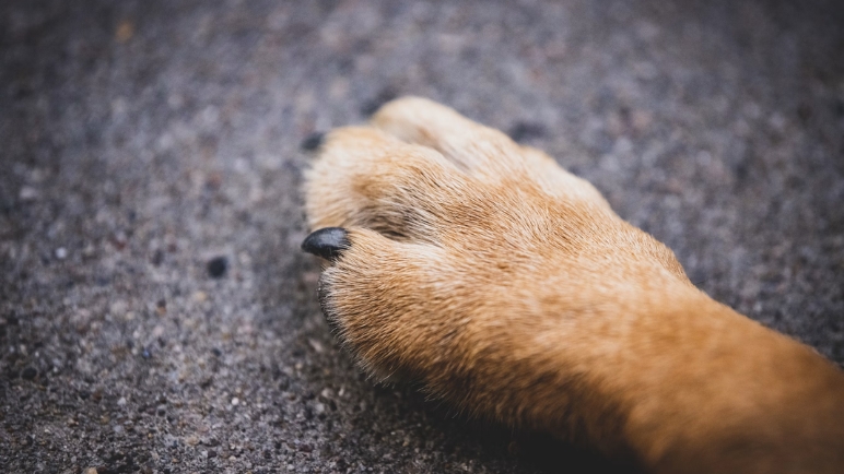 El adiós a Toby: el perrito que conmovió a todo un pueblo y ahora tendrá su propia estatua