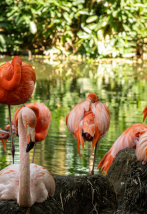 Imágenes | Tres nuevos flamencos nacen en el Zoológico de Cali: así se ven