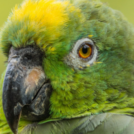 Cali y la profunda presencia de las aves: Esta es su gran importancia para la ciudad