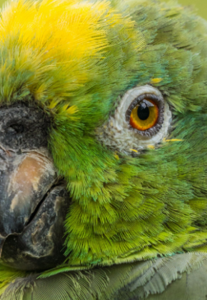Cali y la profunda presencia de las aves: Esta es su gran importancia para la ciudad