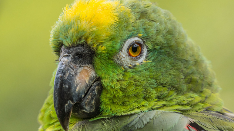 Cali aves