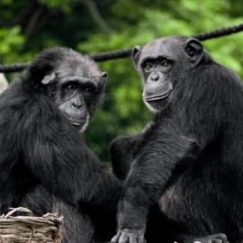 Día Mundial del Chimpancé: datos que explican por qué son los parientes más cercanos del ser humano
