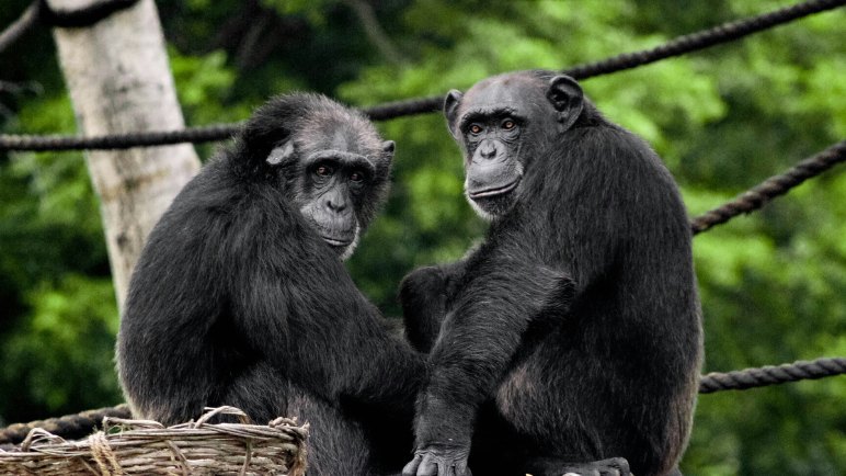Día Mundial del Chimpancé: datos que explican por qué son los parientes más cercanos del ser humano