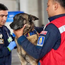 Héroes caninos colombianos apoyan las labores de rescate en La Guaira, Venezuela