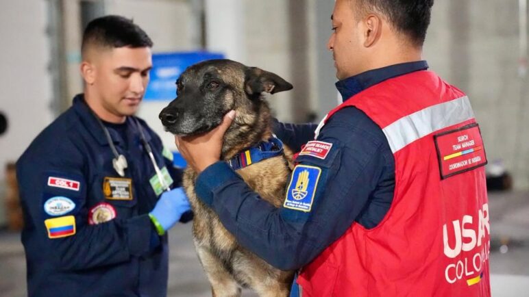 Héroes caninos colombianos apoyan las labores de rescate en La Guaira, Venezuela