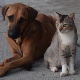 Gran jornada de adopción animal en Cali este fin de semana; así puede participar