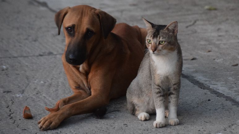 Gran jornada de adopción animal en Cali este fin de semana; así puede participar