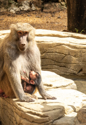 Video | Conociendo al primer bebé papión nacido en 2026: Zoológico de Cali celebra su llegada
