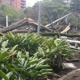 ¡Atención! Esta vía en el oeste de Cali se encuentra cerrada por caída de árbol