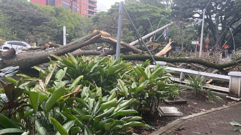 ¡Atención! Esta vía en el oeste de Cali se encuentra cerrada por caída de árbol