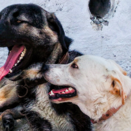 ¿Sabías que? Estos datos curiosos sobre los perros podrían sorprenderte