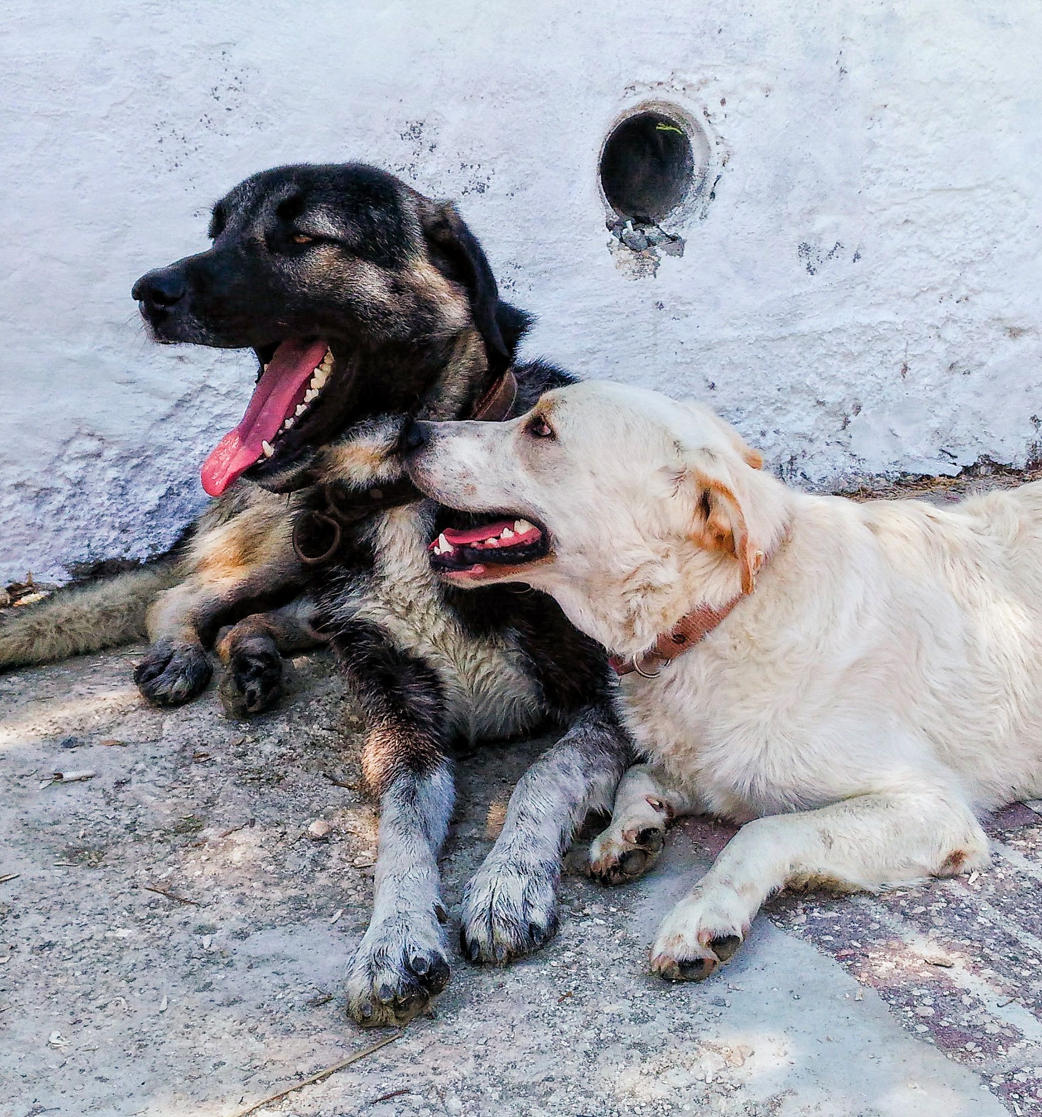 día mundial del perro