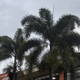 Clima en Cali hoy jueves: ¿Lloverá todo el día en la ciudad?