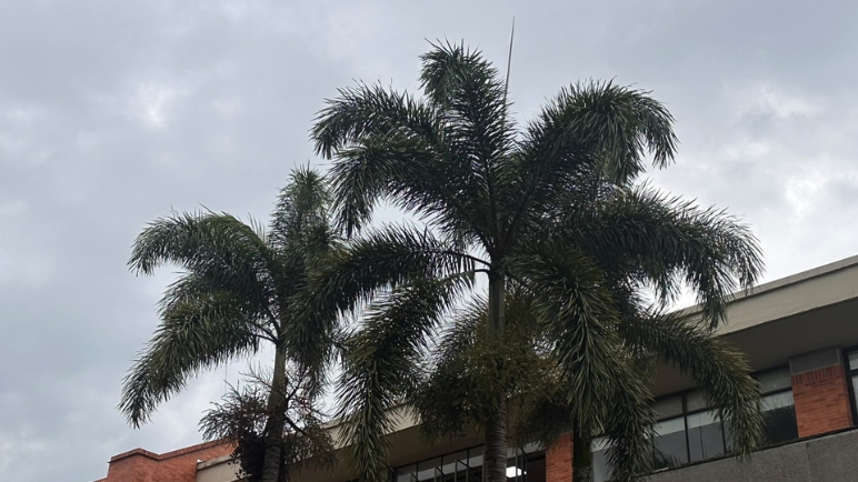 Clima en Cali hoy jueves: ¿Lloverá todo el día en la ciudad?
