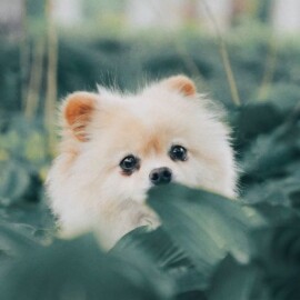 Buscan a cinco perros robados en Cali: hombres armados interceptaron vehículo