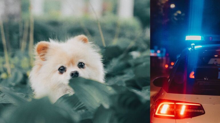 Buscan a cinco perros robados en Cali: hombres armados interceptaron vehículo