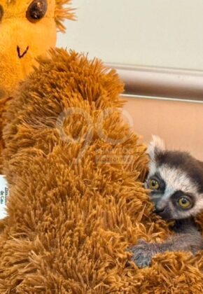 En fotos | La tierna bebé Lémur que nació en el Zoológico de Cali "avanza favorablemente"