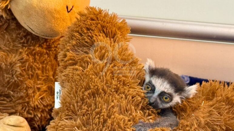 En fotos | La tierna bebé Lémur que nació en el Zoológico de Cali "avanza favorablemente"