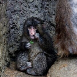 ¿Recuerdan a Punch? El macaco japonés celebró su primer cumpleaños