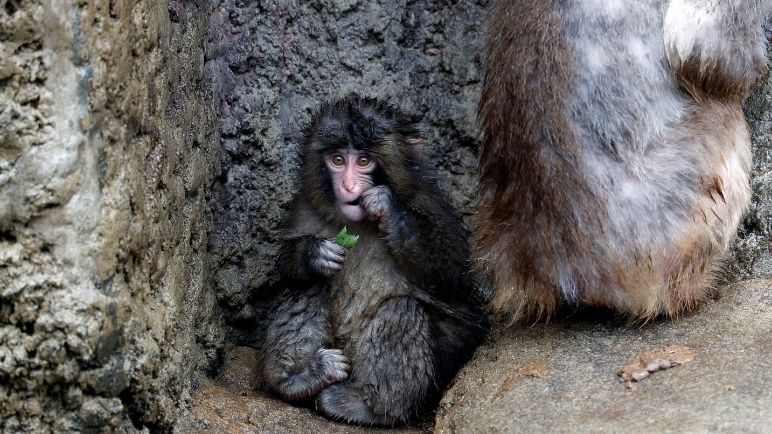 ¿Recuerdan a Punch? El macaco japonés celebró su primer cumpleaños
